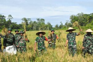 Program Ketahanan Pangan, Kodim 1710 Mimika Panen Padi Perdana